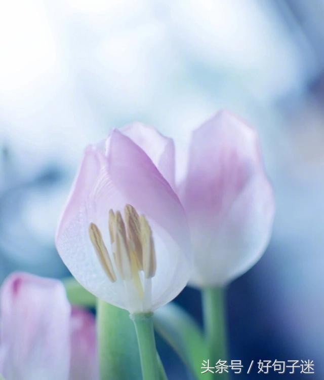 微信朋友圈最走心的爱情语录短句网络很流行很火！